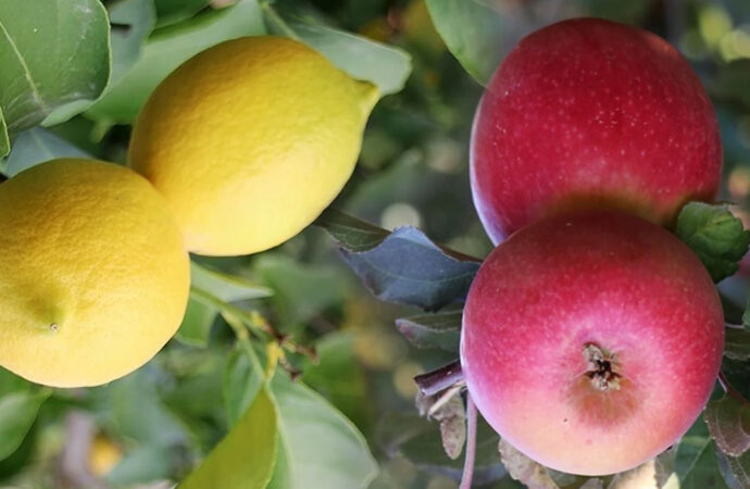 Limon ve elma ihracatına yeni düzenleme