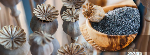 Mavi renkli haşhaş tohumu satışları devam ediyor