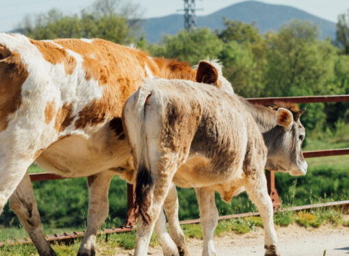 Damızlık amacıyla kullanılacak hayvanlara ilişkin yeni düzenleme