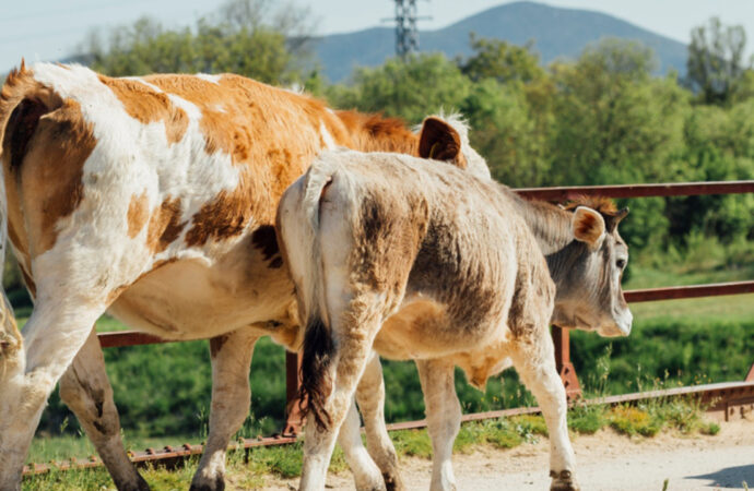 Damızlık amacıyla kullanılacak hayvanlara ilişkin yeni düzenleme