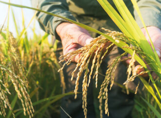 TMO, 2025 dönemi çeltik alım fiyatlarını açıkladı