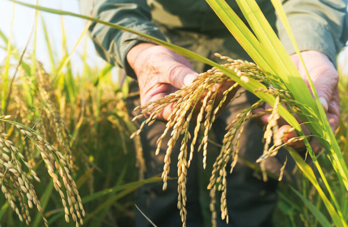 TMO, 2025 dönemi çeltik alım fiyatlarını açıkladı