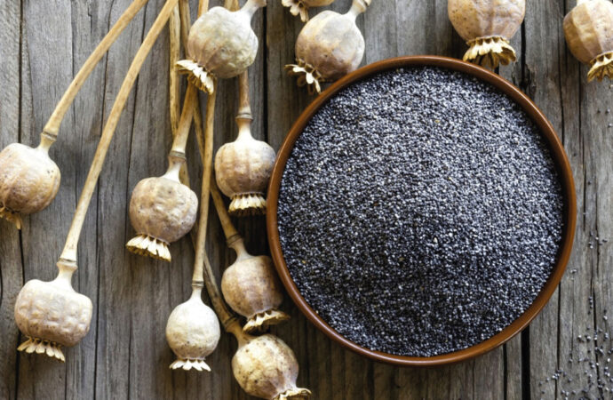 TMO’dan mavi haşhaş tohumu satışı!