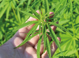 TMO’dan kenevir yetiştiriciliği için başvuru duyurusu!