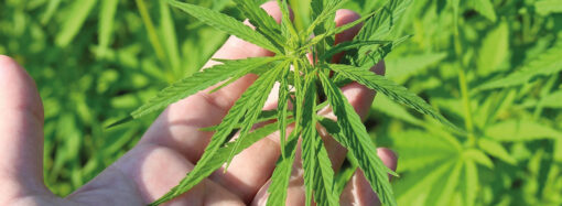 TMO’dan kenevir yetiştiriciliği için başvuru duyurusu!