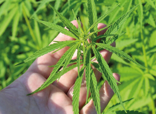 TMO’dan kenevir yetiştiriciliği için başvuru duyurusu!