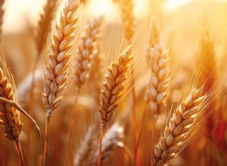 TMO’dan hububat satışlarında fiyat düzenlemesi 1 Nisan’da başlıyor