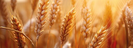 TMO’dan hububat satışlarında fiyat düzenlemesi 1 Nisan’da başlıyor