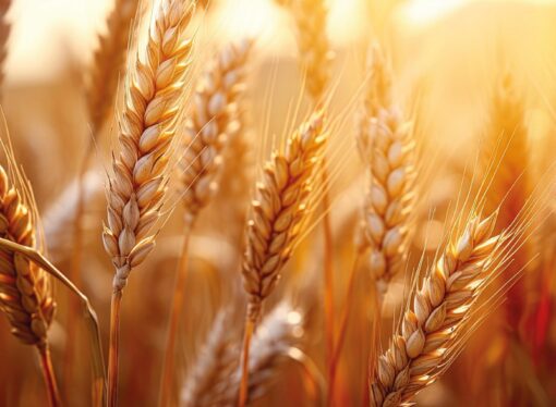 TMO’dan hububat satışlarında fiyat düzenlemesi 1 Nisan’da başlıyor