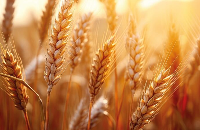 TMO’dan hububat satışlarında fiyat düzenlemesi 1 Nisan’da başlıyor